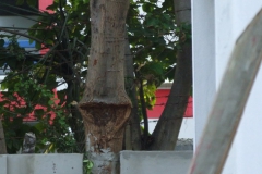13_Aussparung-in-der-Mauer-für-den-Master-Baum