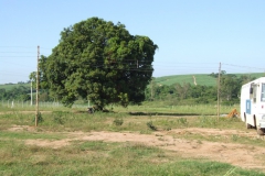 03_Mango-Tree_Kraftplatz&Hüter der Pflanzen