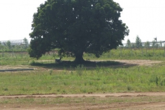 04 Mango-Tree