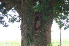 05_Mango-Tree