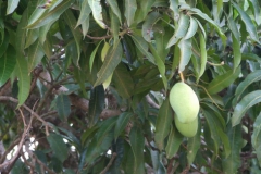 06_Mango