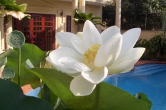 32_Lotus-im-Garten