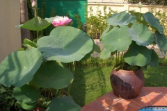 33_Garten
